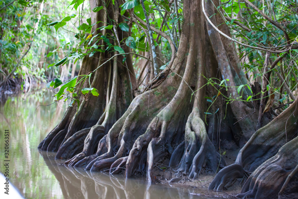 Roots of bizarre fairy trees in one jungle bed on a Sunny clear day, Guyana. The nature of the subtropics, flora, ecology.