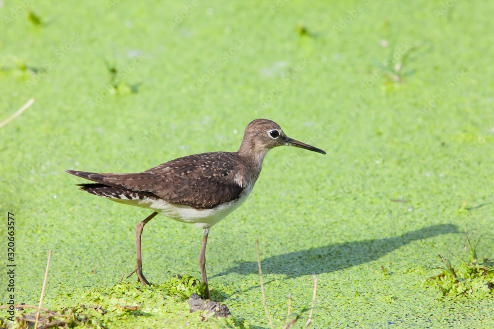 Solitary Sandpiper bird standing in the marsh looking for prey in green water. Nature animals ornithology. Solitary Sandpiper bird standing in the marsh looking for prey in green water. Nature animals ornithology.