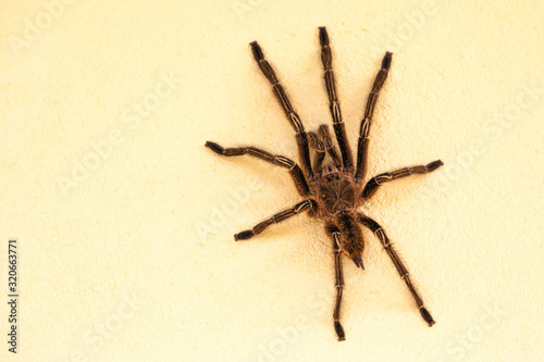 Forest tarantula shaggy sitting on a white wall in clear Sunny weather. Animals, insects, subtropics.