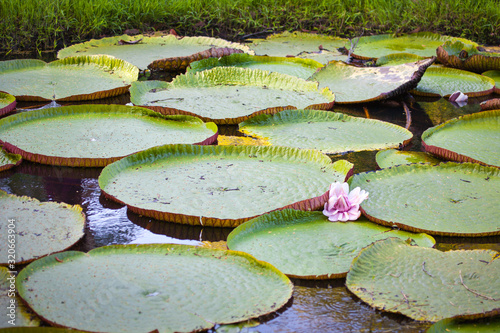 Victoria amazonica, with floating round leaves in the form of a plate on the surface of the water with a lilac flower on a clear Sunny day. The nature of the subtropics, flowers, unusual plants.
