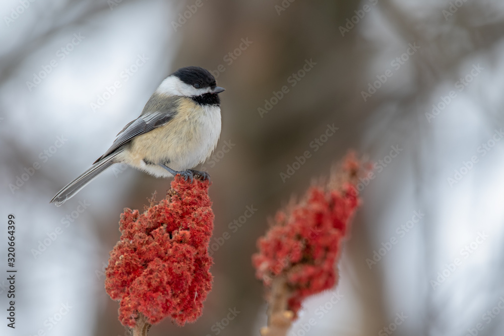Naklejka premium Chickadee Songbird standing on top of a staghorn sumac tree. 
