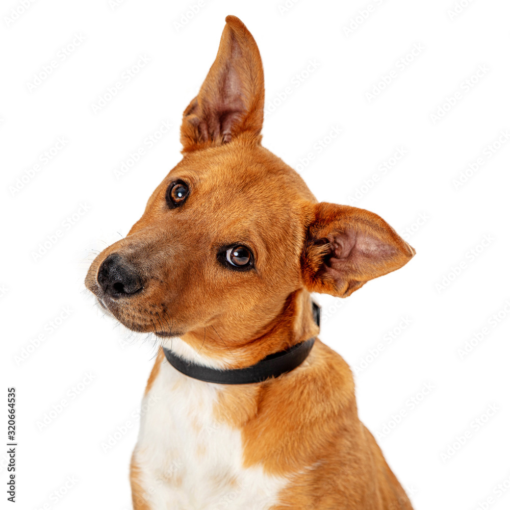 Brown Dog Tilting Head Listening Isolated