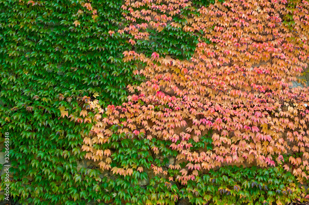 Wall covered by lush ivy on the autumn day