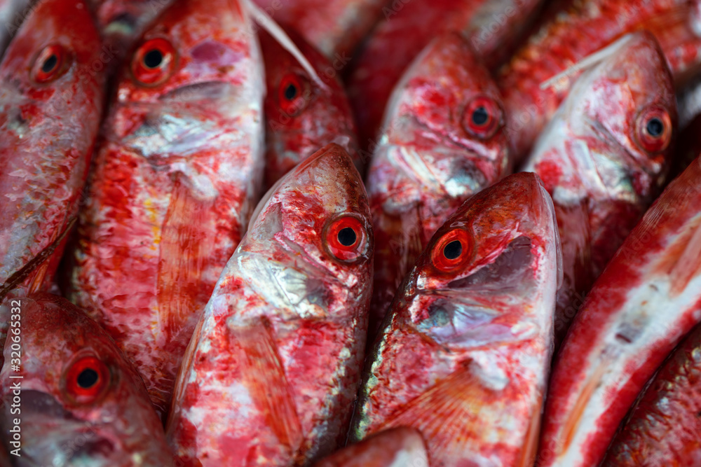 fresh fish at the market. fresh fish at the market.