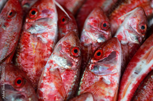 fresh fish at the market.