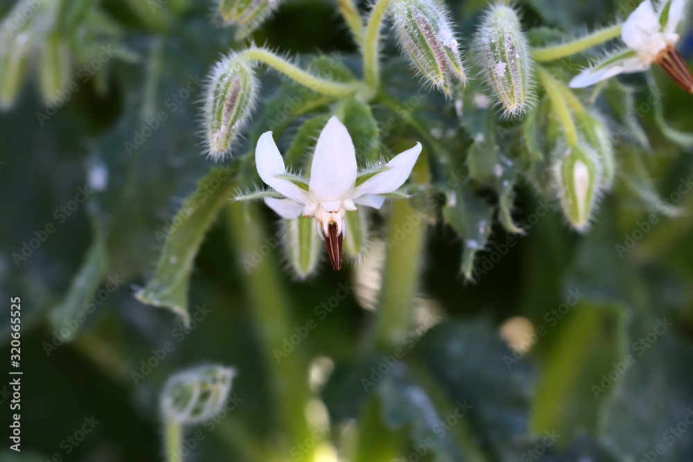 Wild Borage (Borago officinalis), of beautiful white flower, on a sunny winter morning Wild Borage (Borago officinalis), of beautiful white flower, on a sunny winter morning