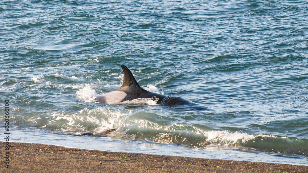 Naklejka premium Killer whale hunting on the paragonian coast, Patagonia, Argentina