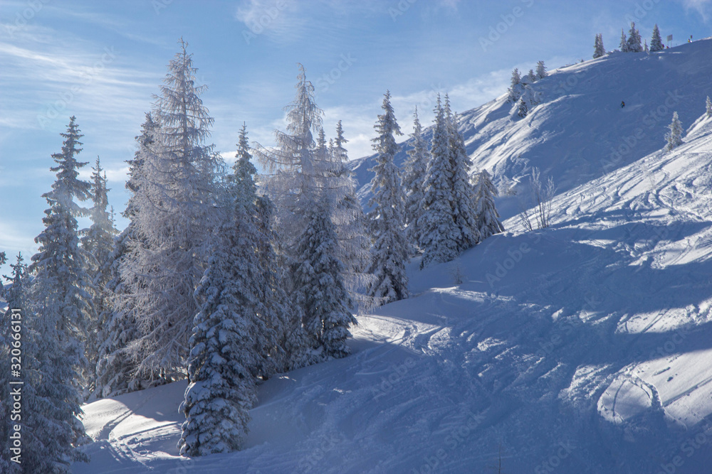 trees covered with snow at the pistes of Schladming ski resort