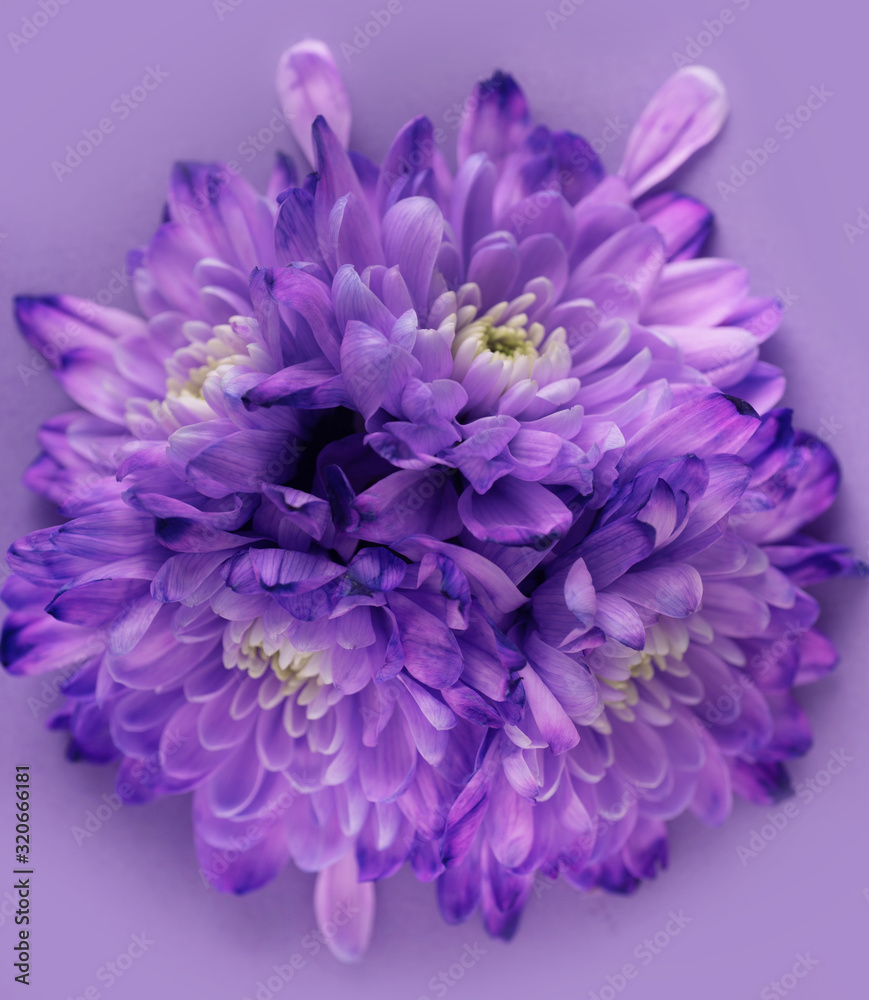 bouquet of flowers isolated on purple background