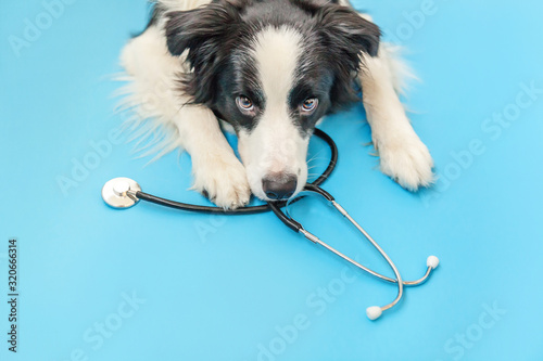 Puppy dog border collie and stethoscope isolated on blue background. Little dog on reception at veterinary doctor in vet clinic. Pet health care and animals concept photo