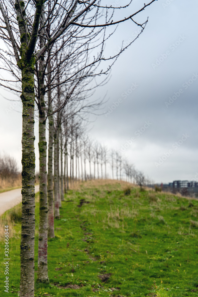 Small trees in a row on the green grass in winter in Holland, next to a walking pad, with a cloudy sky