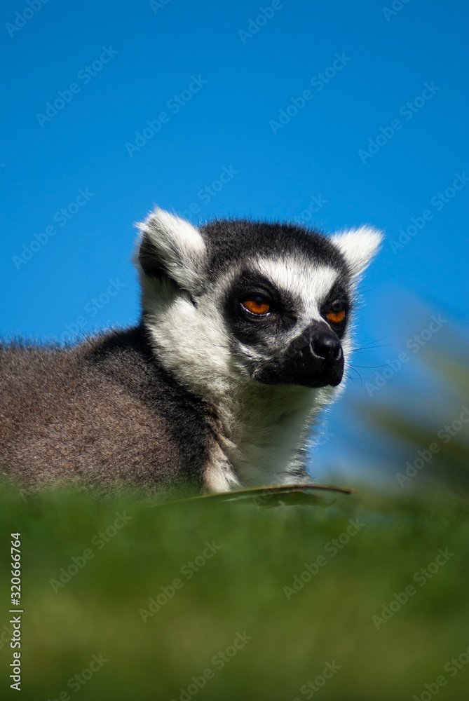 Portrait of a lemur watching the horizon with very bright eyes. Image.