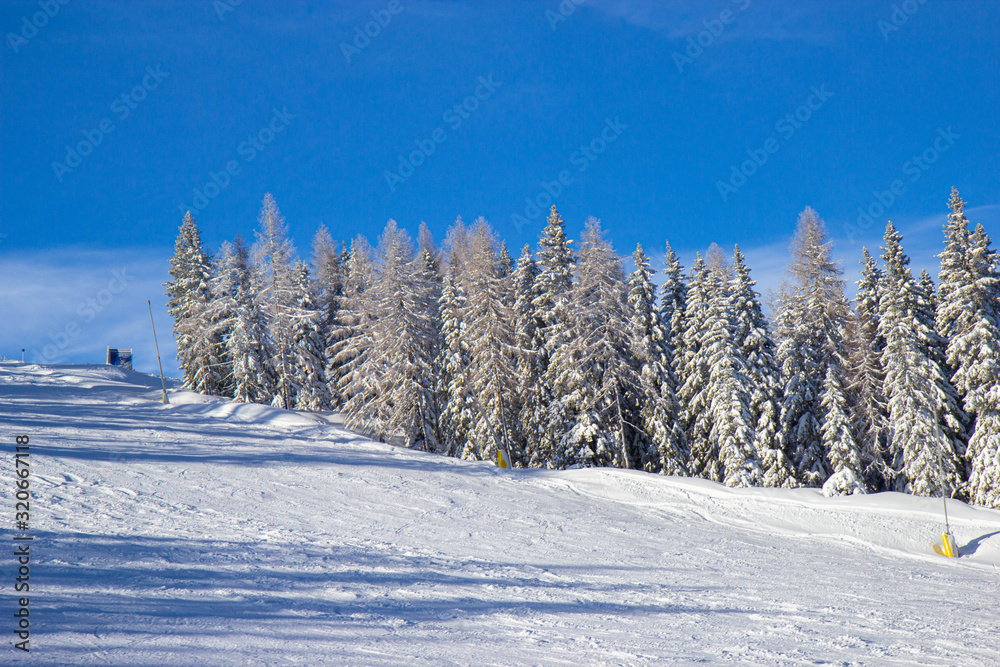 Fototapeta premium trees covered with snow at the pistes of Schladming ski resort