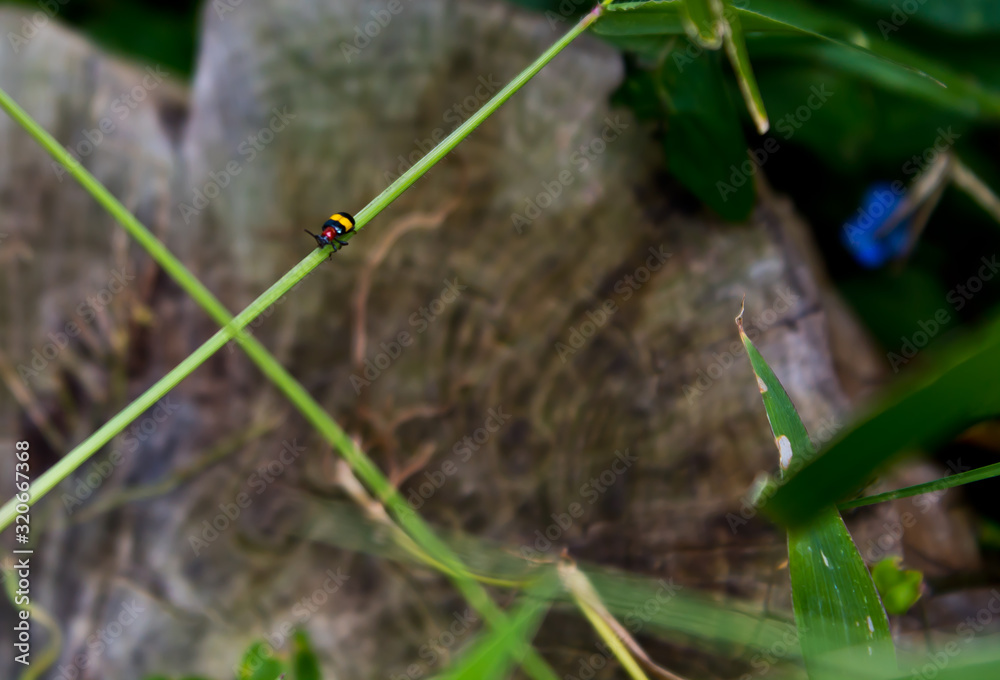 Fototapeta premium ESCARABAJO EN RAMA
