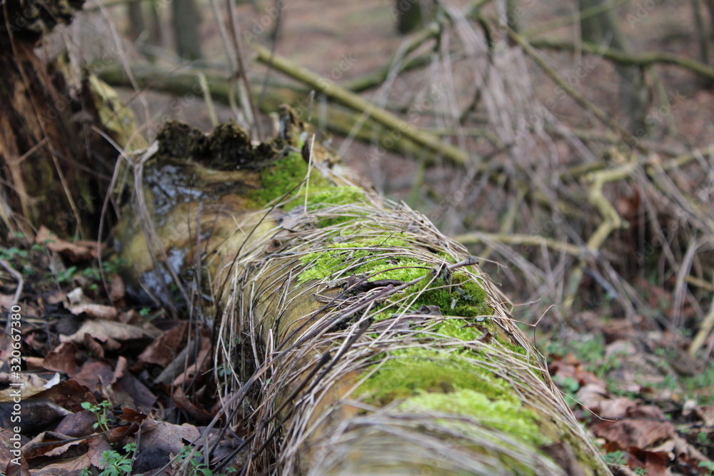 wood strain with green moss wood strain with green moss