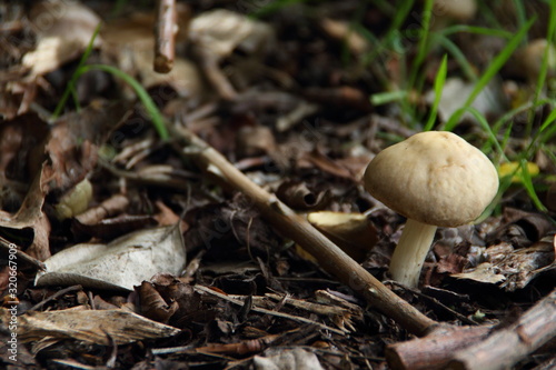 Mycology Mushroom in the wild