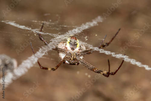 St Andrews Cross spider in web © Ken Griffiths