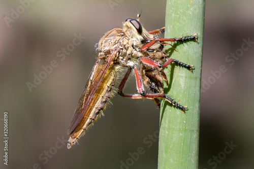 Robberfly feeding on a Honey Bee