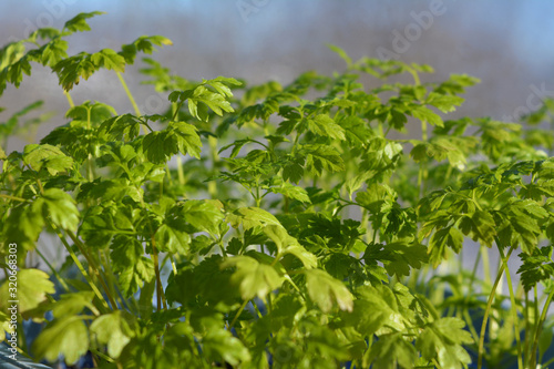 Closeup green leaves of chervil. .Greens in spring.