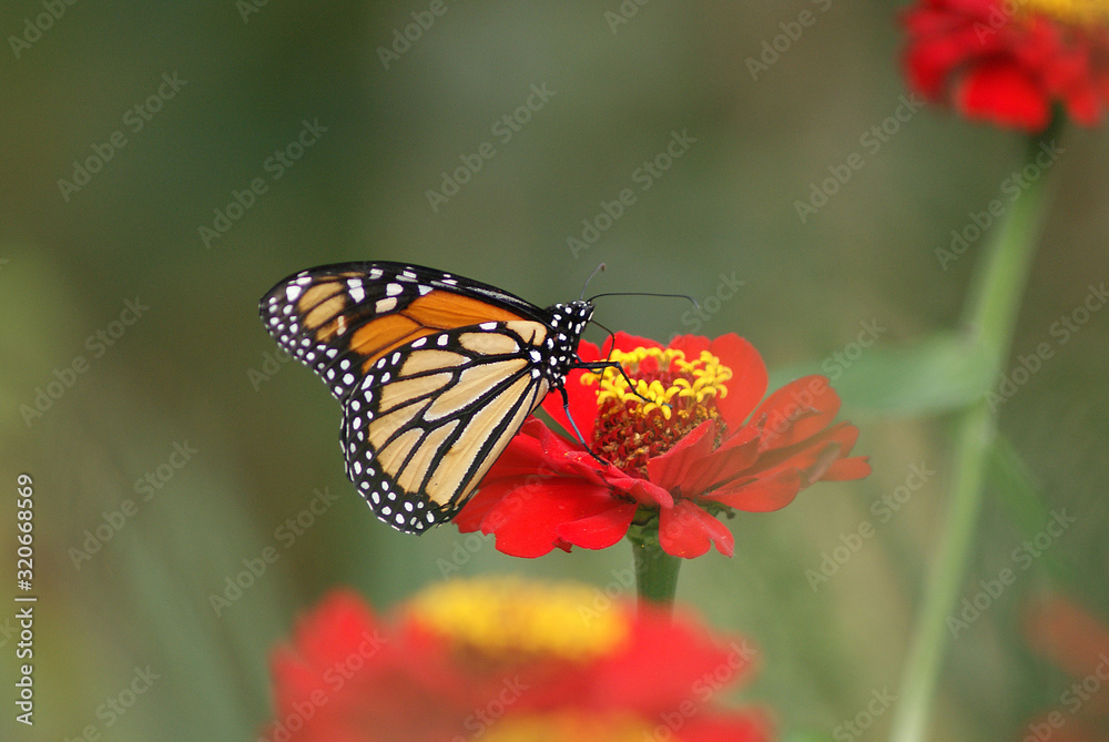 A monarch butter on a flower A monarch butter on a flower
