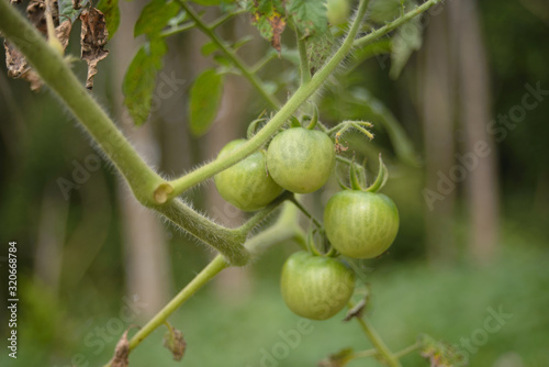 Green tomatoes on a home vegetable garden during summer in Brazil