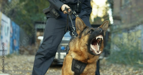 Police Caucasian Shepherd dog barking while policeman holding him on leash at the crime scene. Criminal district concept. Outdoor.