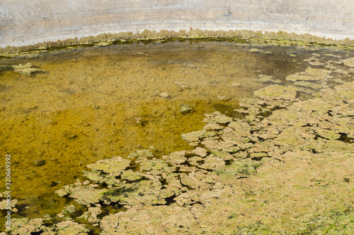 Algae In Tank Water