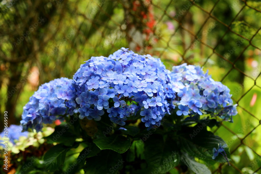 A bouquet of blue hydrangeas between green leaves. Greenish background with fence wire mesh. Hydrangea macrophylla A bouquet of blue hydrangeas between green leaves. Greenish background with fence wire mesh. Hydrangea macrophylla