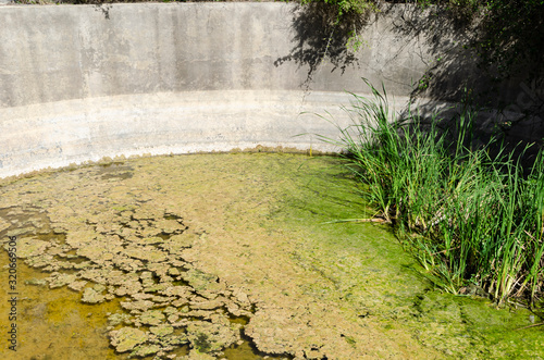 Lyngbya Majuscula And Grass Growing In Tank Water photo