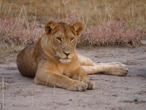 löwin Raubtier Afrika Safari Wild