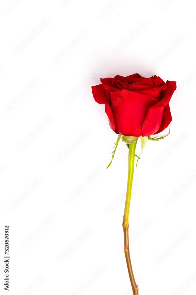 Single Red fresh rose isolated on white background. Traditional holiday gift Single Red fresh rose isolated on white background. Traditional holiday gift