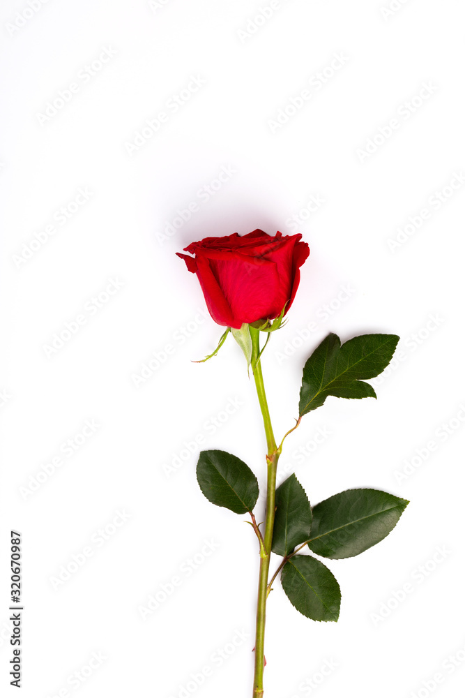 Single Red fresh rose isolated on white background. Traditional holiday gift