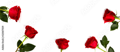 Red fresh roses isolated on white background. Traditional holiday gift.