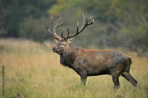 King of the forest  Red deer   Cervus elaphus   in the natural environment   Denmark 
