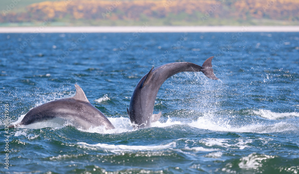 Obraz premium Dolphin 🐬 breaching