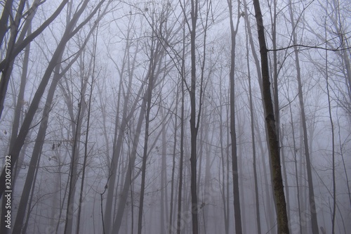 Foggy forest