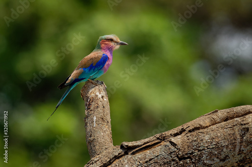 Lilac-breasted Roller - Coracias caudatus - colorful magenta, blue, green bird in Africa, widely distributed in sub-Saharan Africa, vagrant to the Arabian Peninsula, prefers open woodland and savanna © phototrip.cz