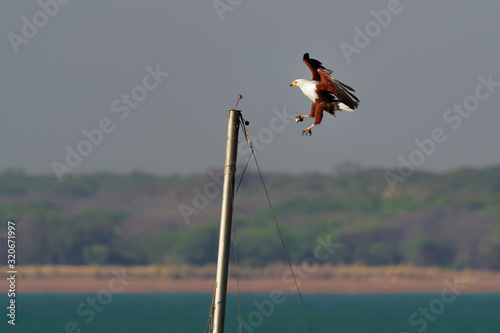 African Fish-eagle - Haliaeetus vocifer  large species of white and brown eagle found throughout sub-Saharan Africa, national bird of Namibia, Zimbabwe, Zambia, flying with the prey fish photo