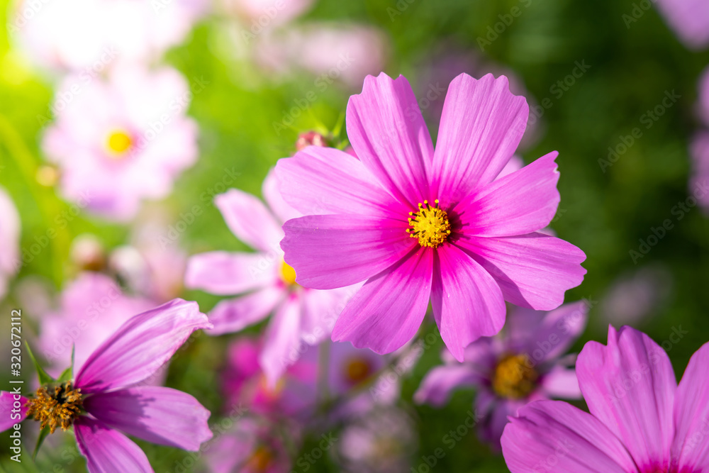 Beautiful Cosmos flowers in garden. Nature background. Beautiful Cosmos flowers in garden. Nature background.