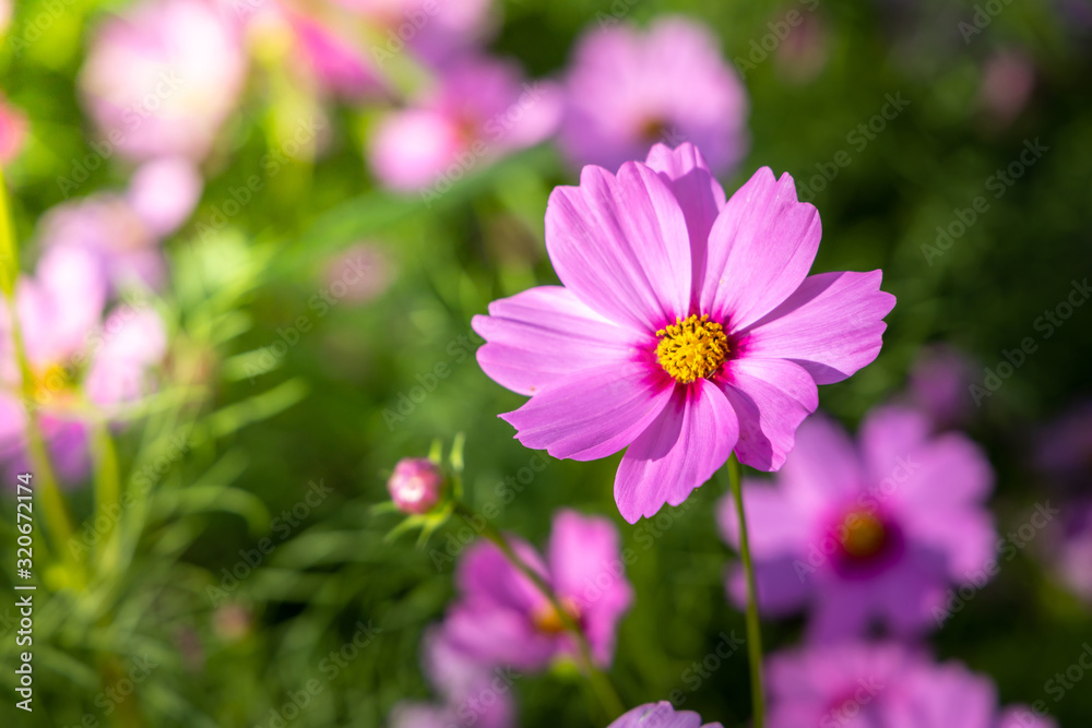 Beautiful Cosmos flowers in garden. Nature background. Beautiful Cosmos flowers in garden. Nature background.