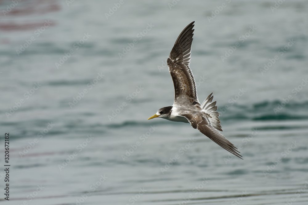 Greater Crested Tern  - Thalasseus bergii or swift tern, white and black bird in the family Laridae that nests in dense colonies on coastlines and islands, flying above the sea