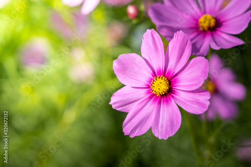  Beautiful Cosmos flowers in garden. Nature background.