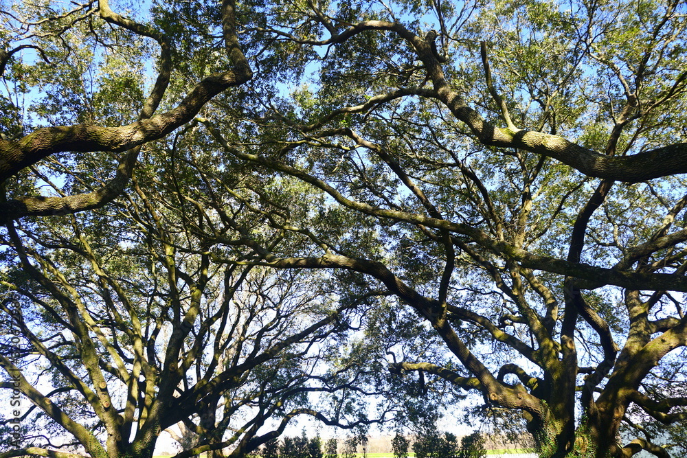 Fototapeta premium The view of oak tree branches under the blue sky