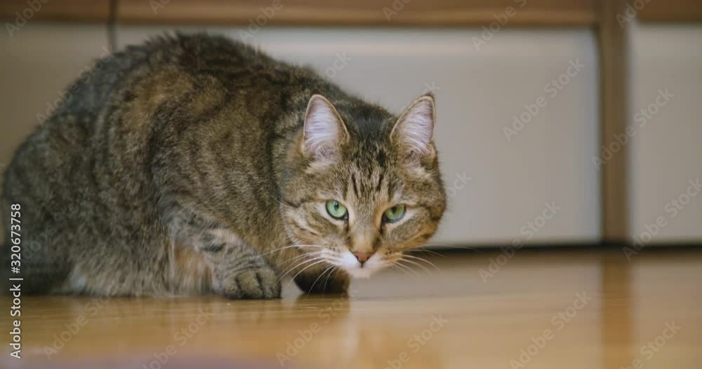Adorable cute brown striped cat, kitten, looking around, moves its ears, listens carefully around in living room. Adorable cute brown striped cat, kitten, looking around, moves its ears, listens carefully around in living room.