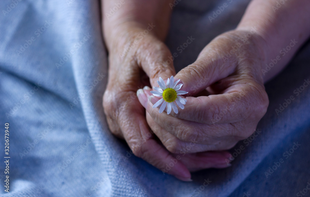 old female hands and camomile, old age old female hands and camomile, old age