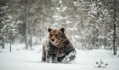 Adult Male of Brown  Bear walks through the winter forest in the snow. Front view. Snowfall, blizzard. Scientific name:  Ursus arctos. Natural habitat. Winter season.