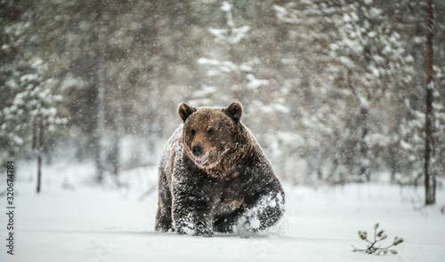 Adult Male of Brown  Bear walks through the winter forest in the snow. Front view. Snowfall, blizzard. Scientific name:  Ursus arctos. Natural habitat. Winter season. photo