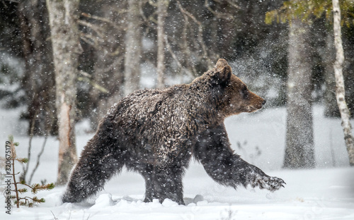 Brown bear runns in the snow in the winter forest. Snowfall, blizzard. Scientific name:  Ursus arctos. Natural habitat. Winter season. © Uryadnikov Sergey