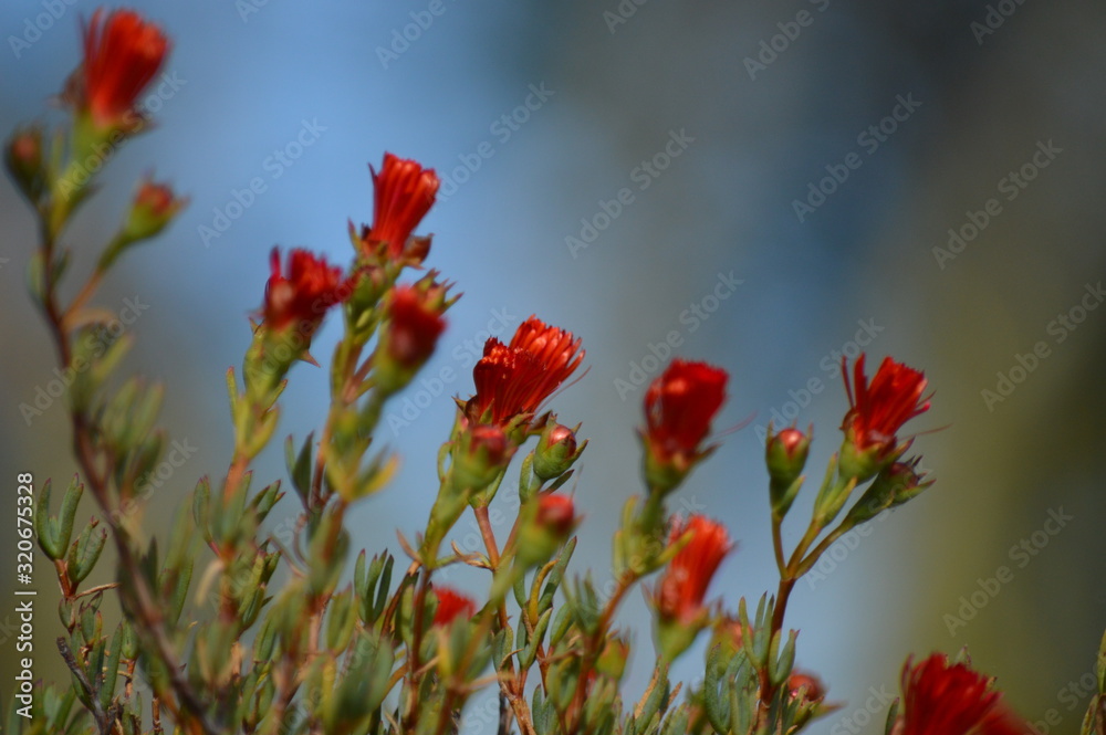 Obraz premium Flowers