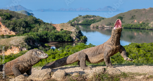The Komodo dragon raised the head with open mouth. Scenic view onb the background,  Scientific name: Varanus Komodoensis. Natural habitat. Indonesia. Rinca Island.
